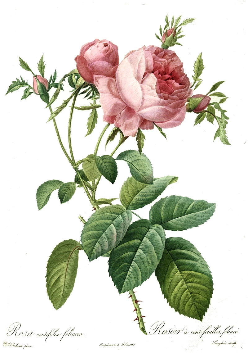 Rosa centifolia foliacea